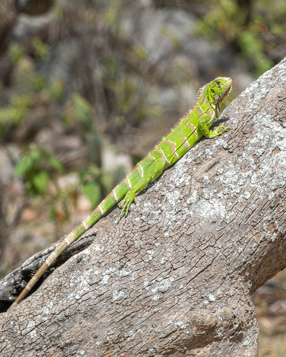 Green Iguana - ML644003977