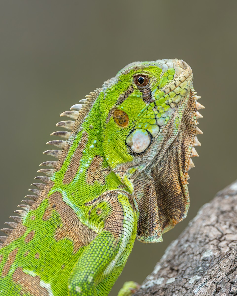 Green Iguana - ML644003978