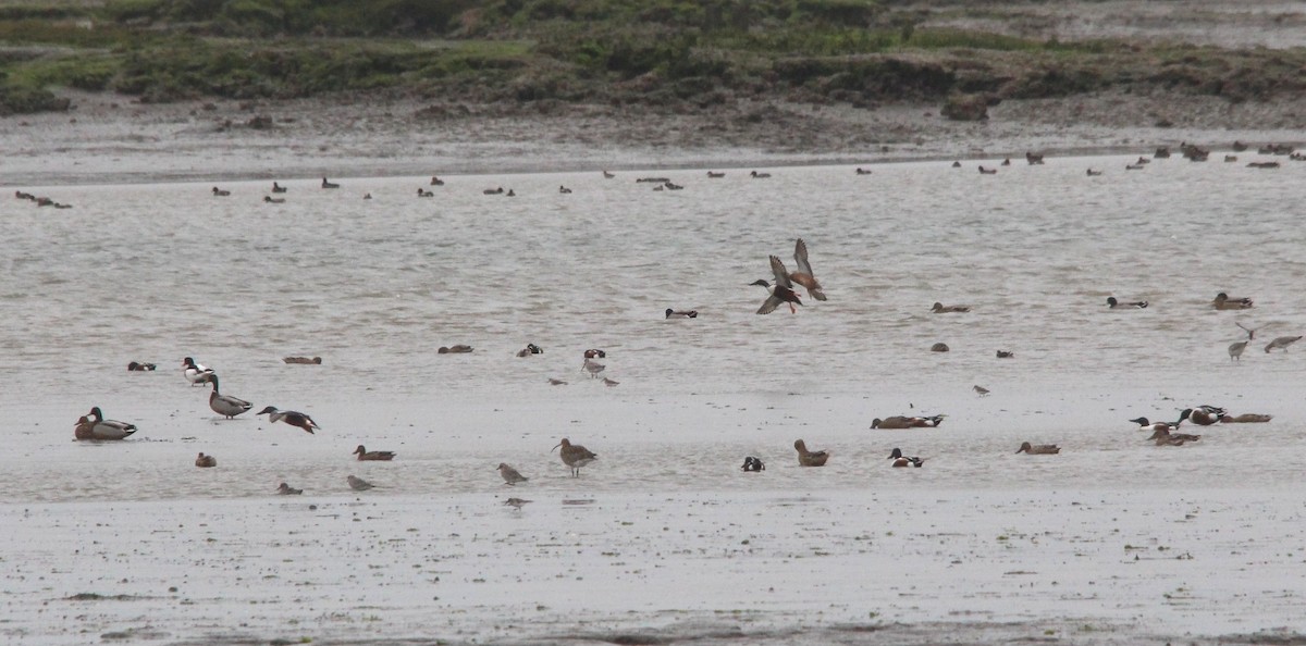 ハシビロガモ - ML644003994