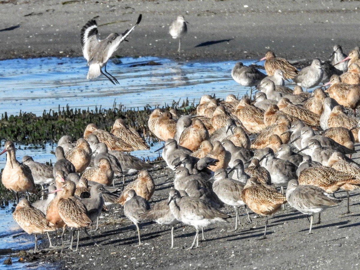 Marbled Godwit - ML644003996