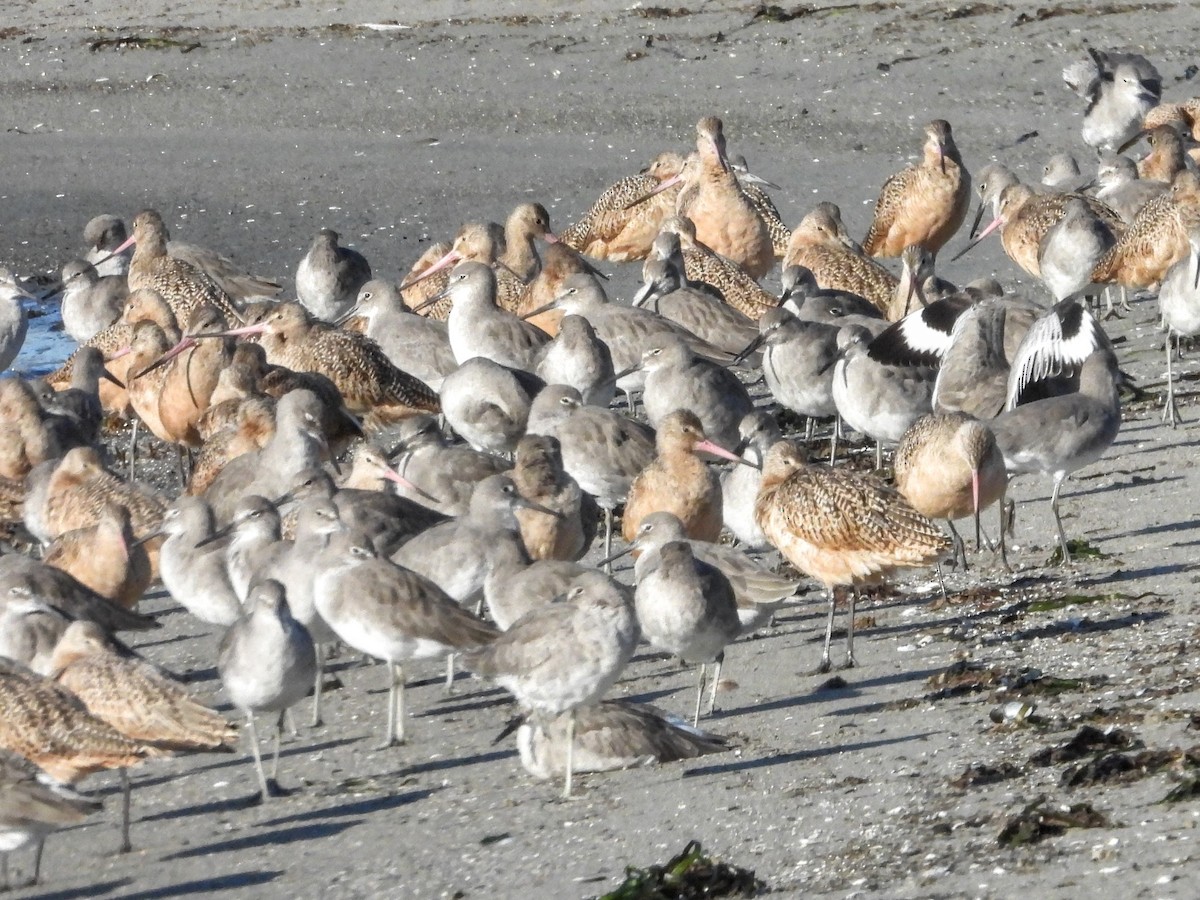 Marbled Godwit - ML644003997