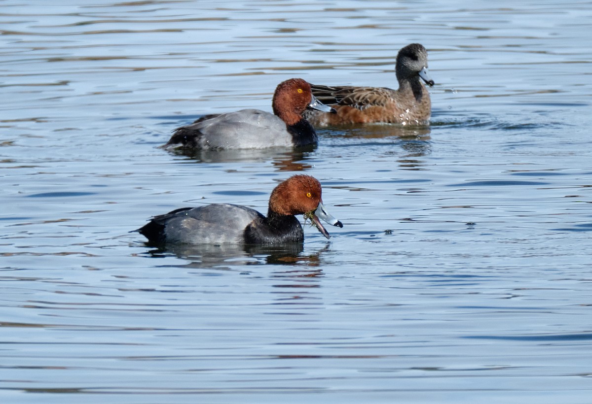 Redhead - ML644004005
