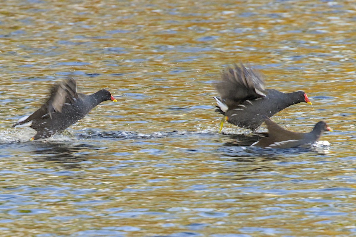 Eurasian Moorhen - ML644004008