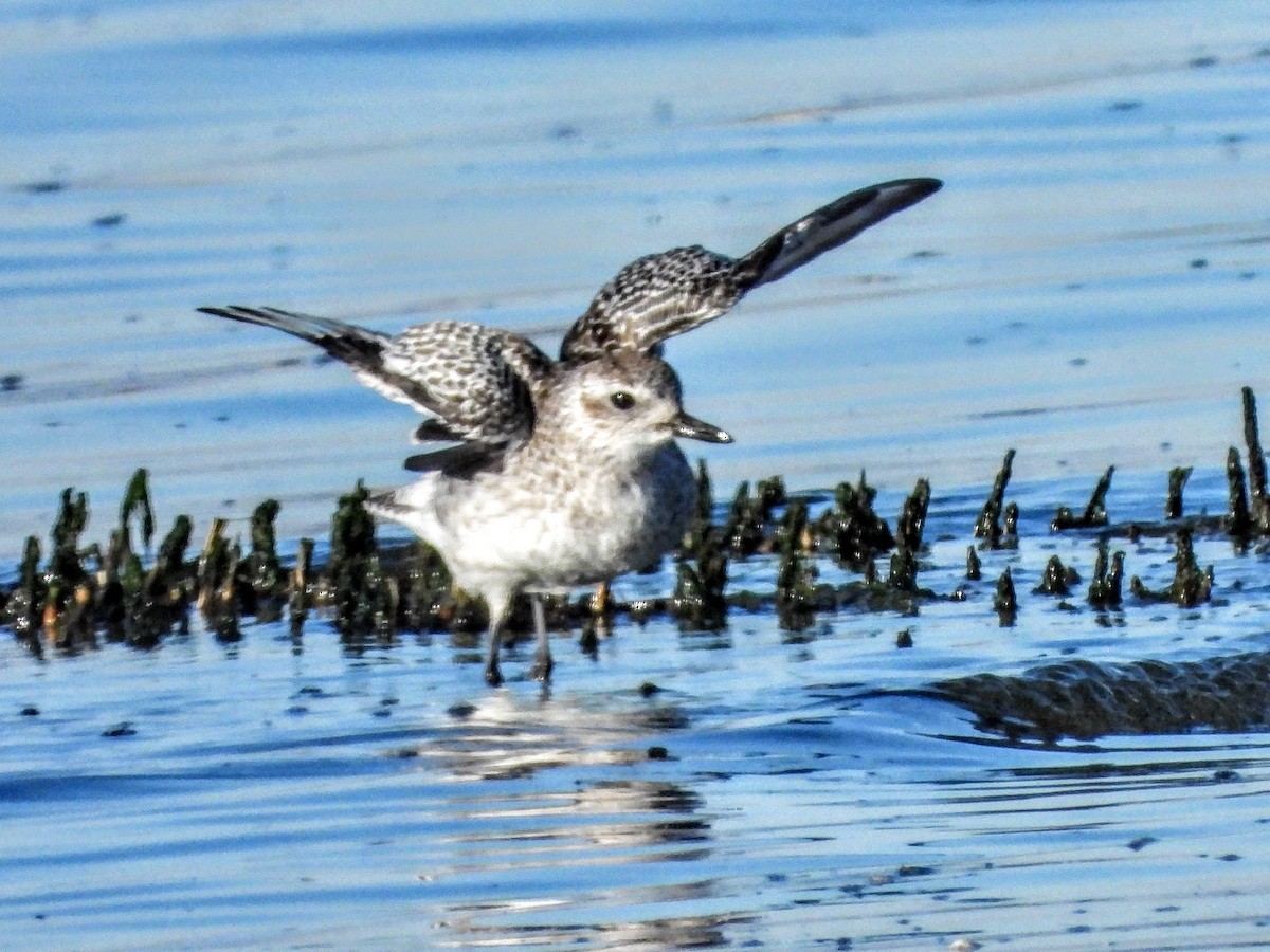 Black-bellied Plover - ML644004017