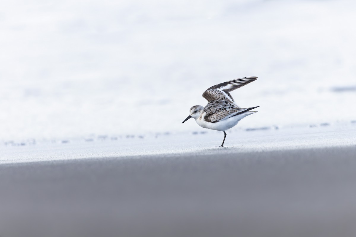 Sanderling - ML644004026