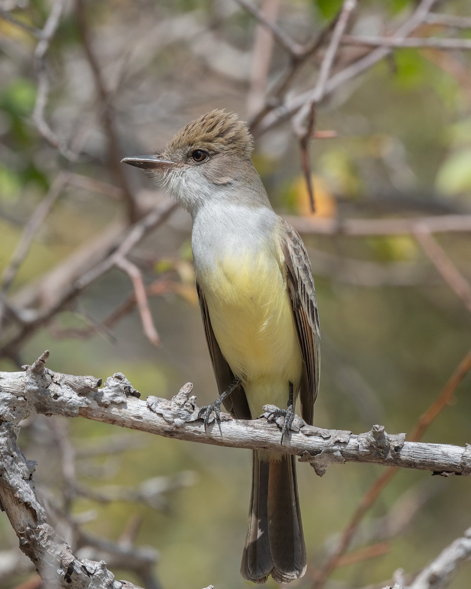 Brown-crested Flycatcher - ML644004035