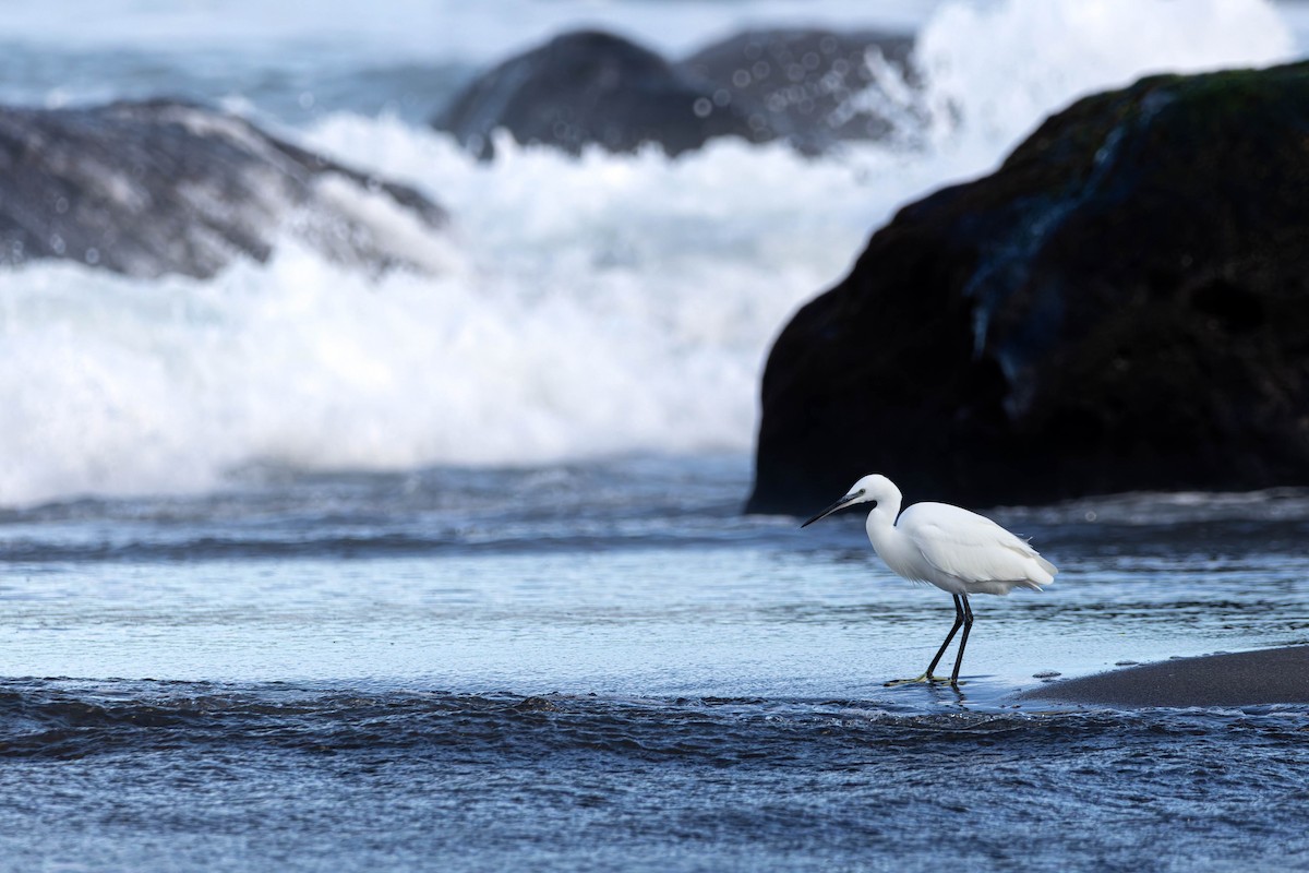 Little Egret - ML644004038