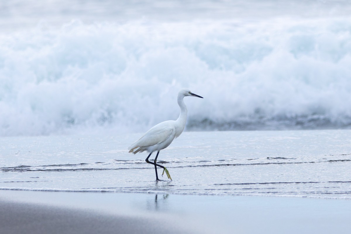 Little Egret - ML644004039