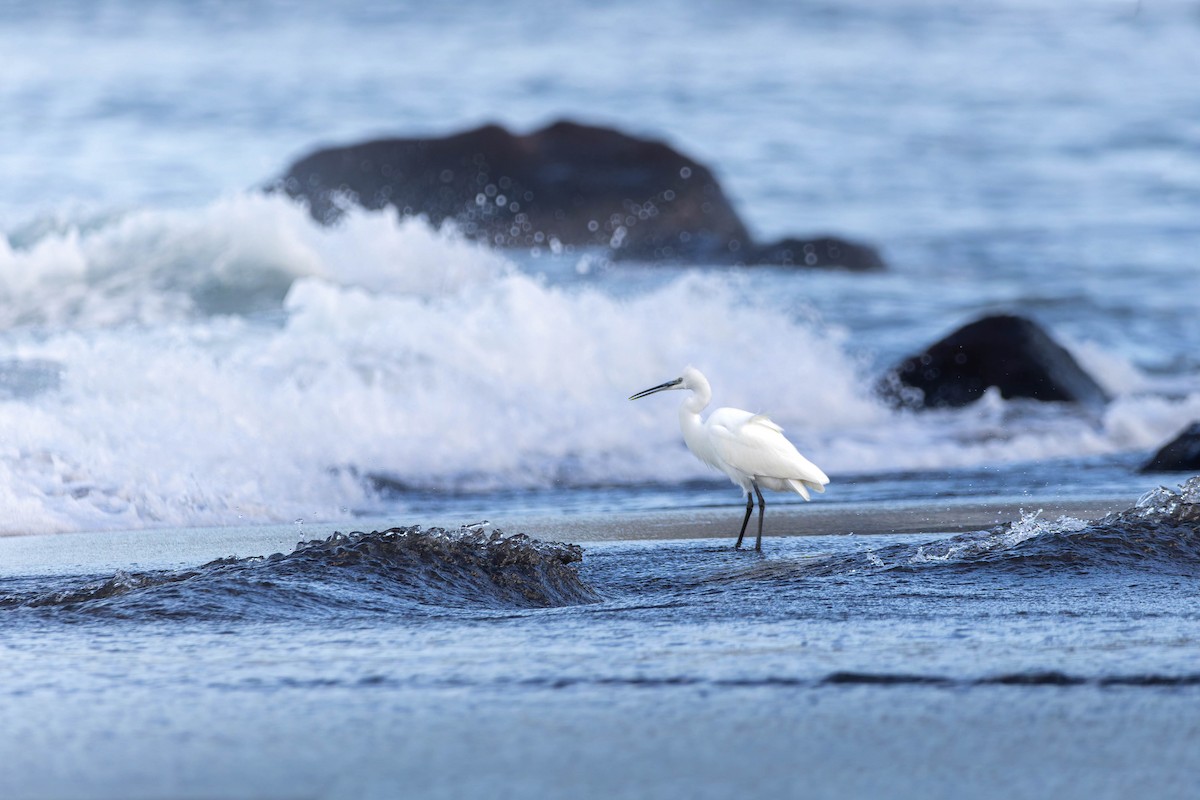 Little Egret - ML644004040