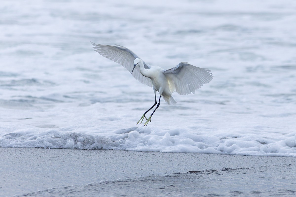 Little Egret - ML644004041