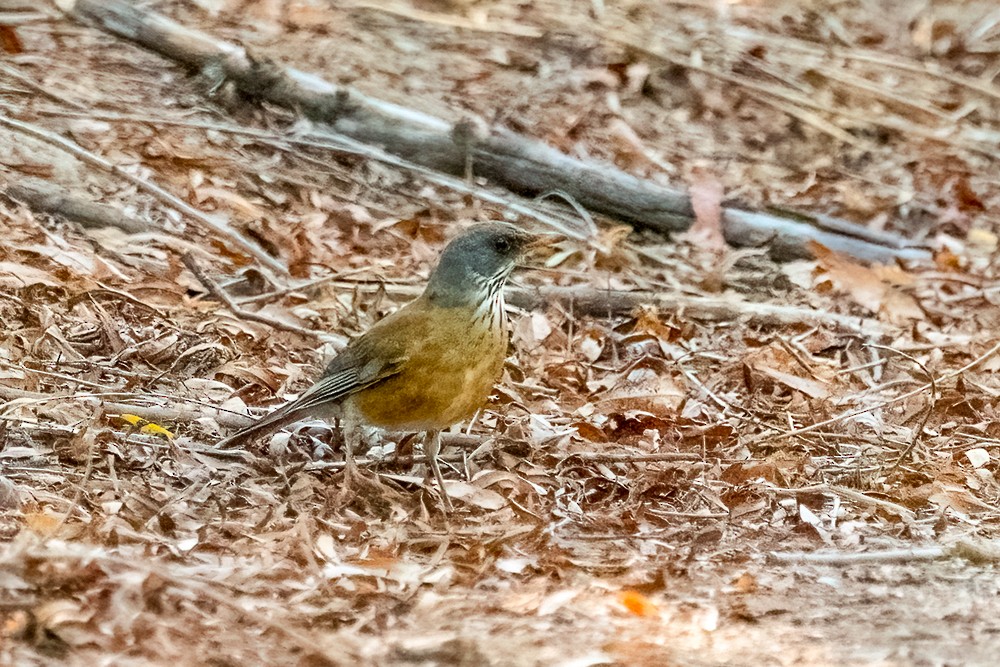 Rufous-backed Robin - ML644004042