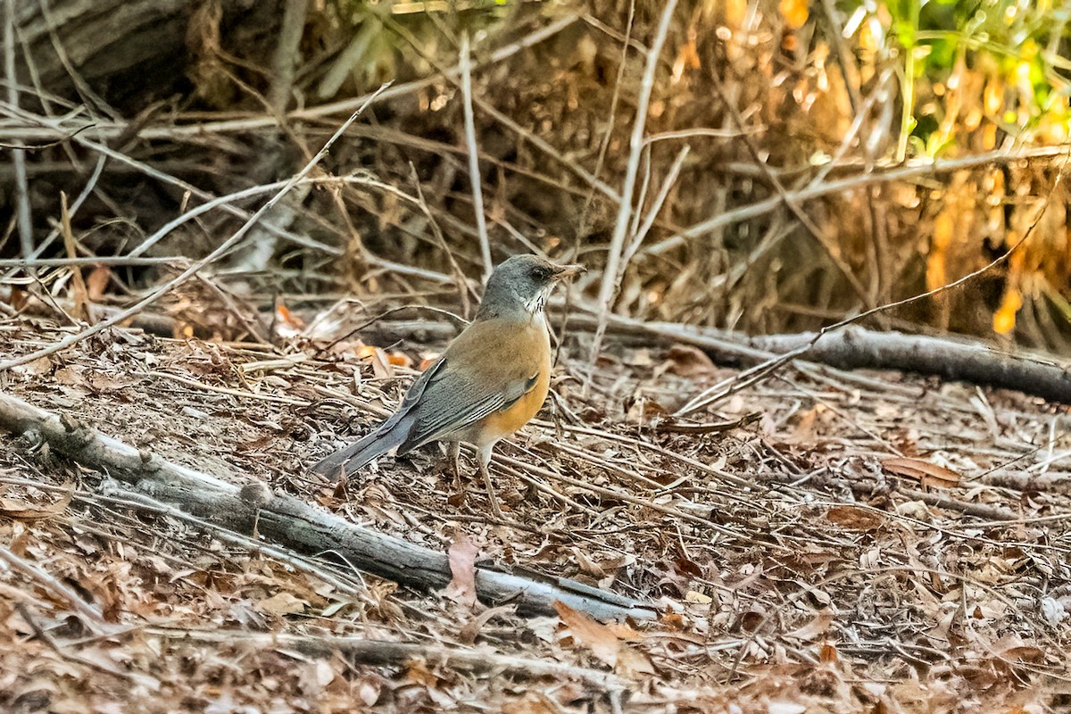 Rufous-backed Robin - ML644004044