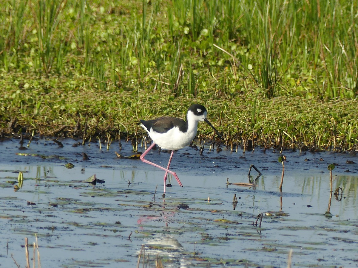 Black-necked Stilt - ML644004055