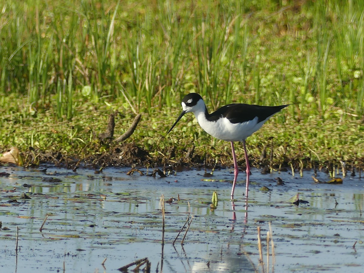 Black-necked Stilt - ML644004056