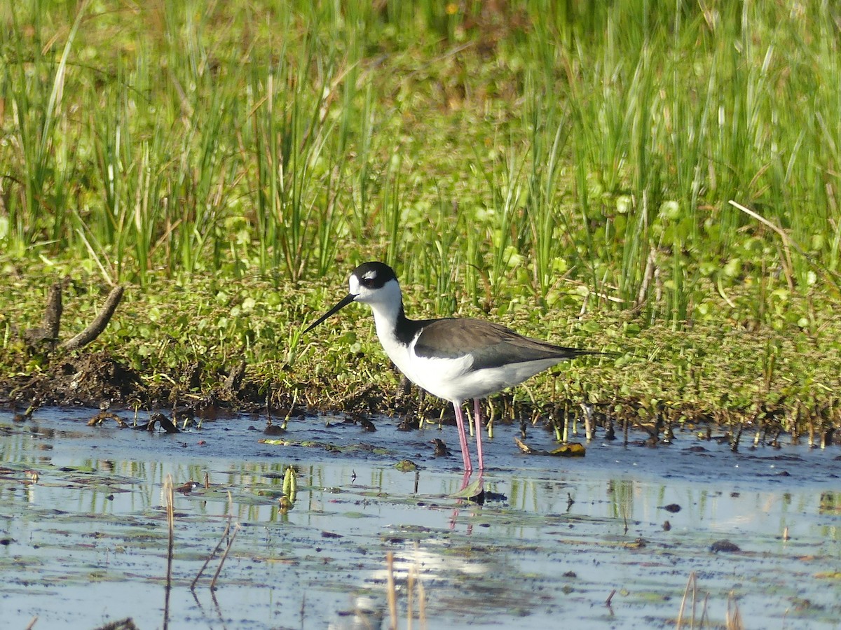 Black-necked Stilt - ML644004057