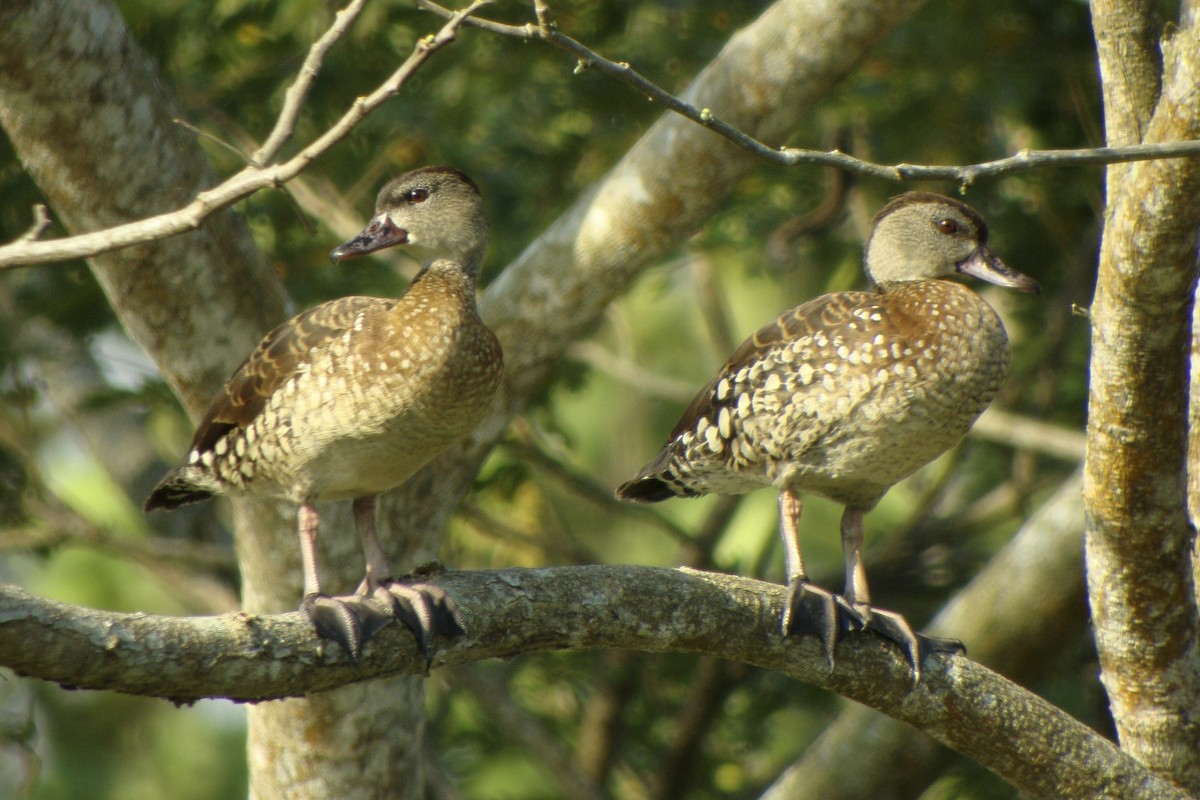 Spotted Whistling-Duck - ML644004067