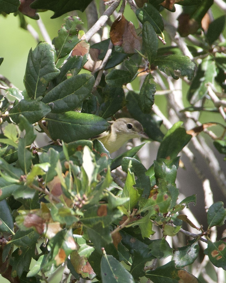 Braunaugenvireo - ML644004068