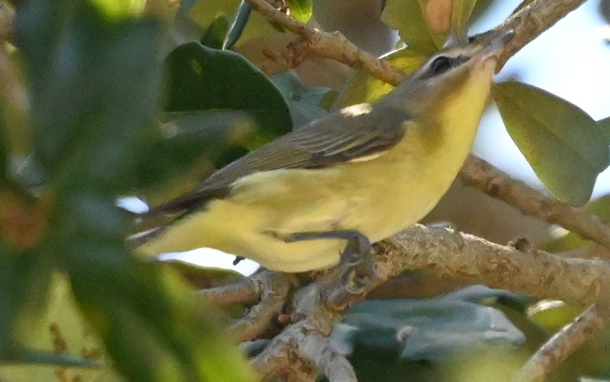 Philadelphia Vireo - ML644004077