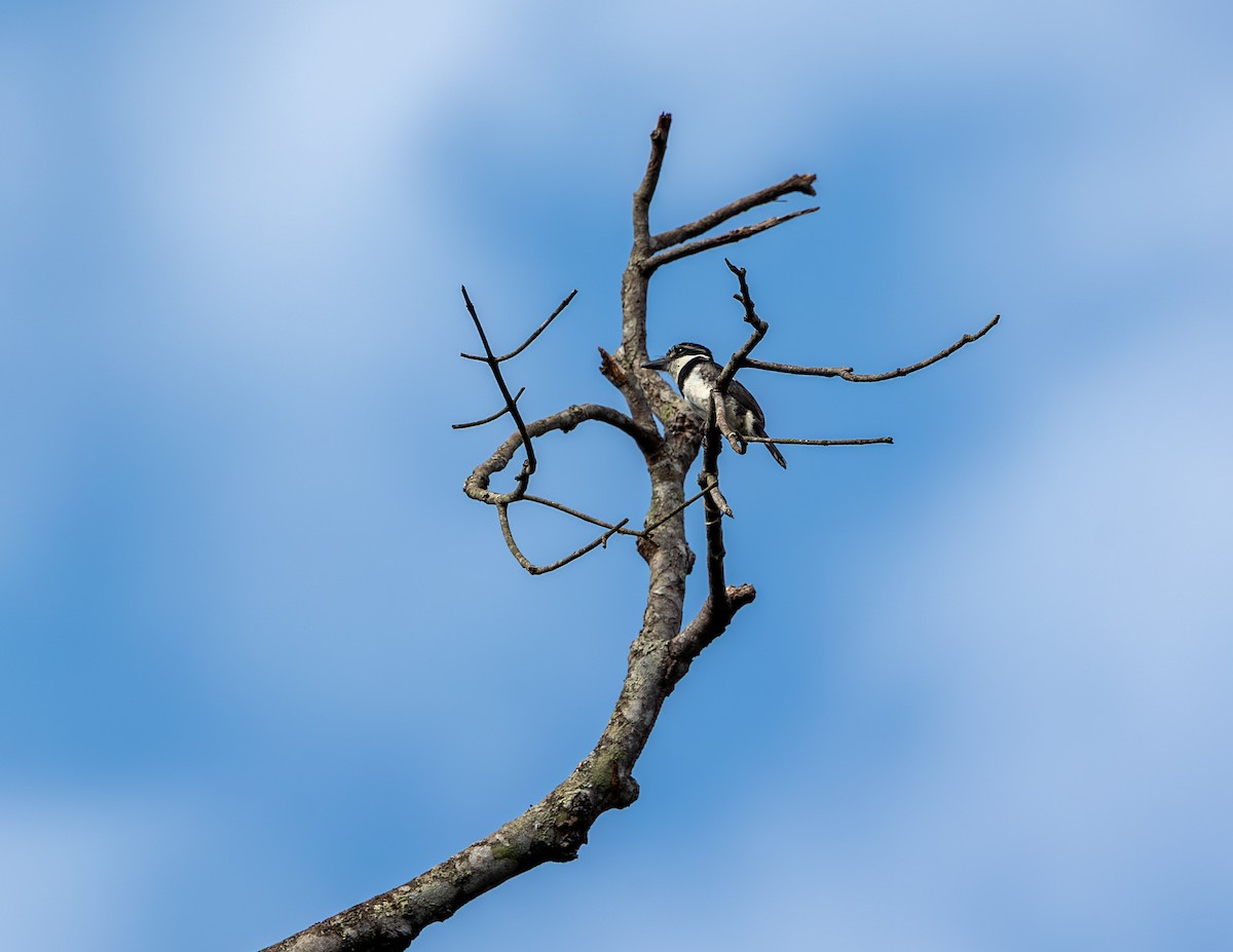 シロクロオオガシラ - ML644004101