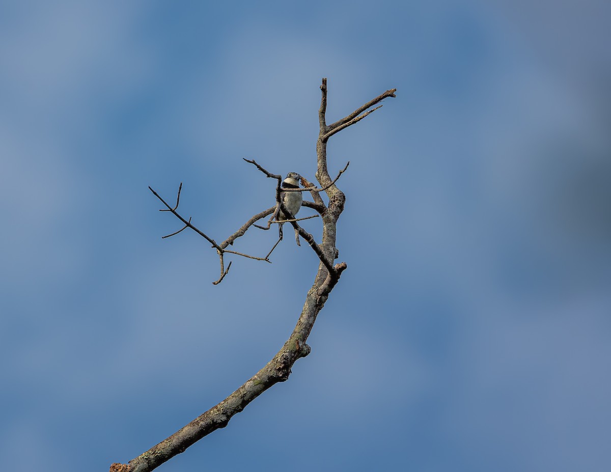 シロクロオオガシラ - ML644004102