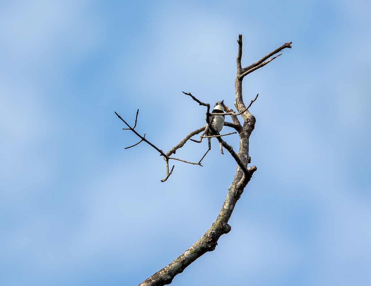 シロクロオオガシラ - ML644004103