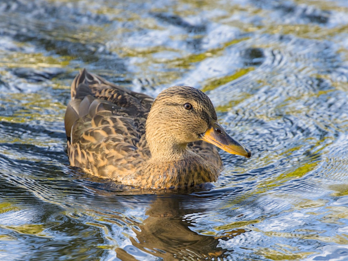 Mallard - ML644004117