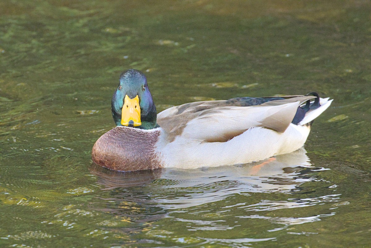 Mallard - ML644004118