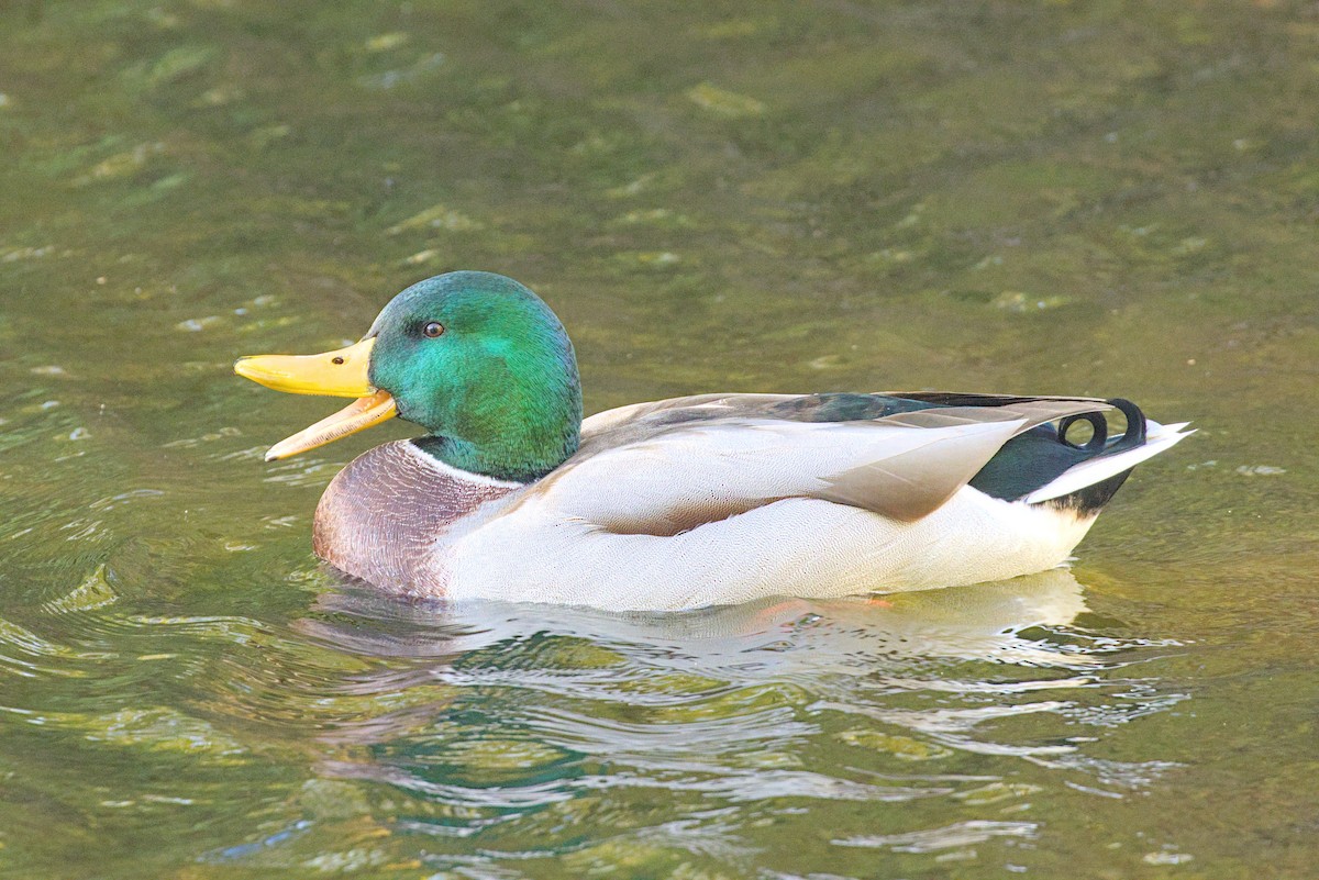 Mallard - ML644004119