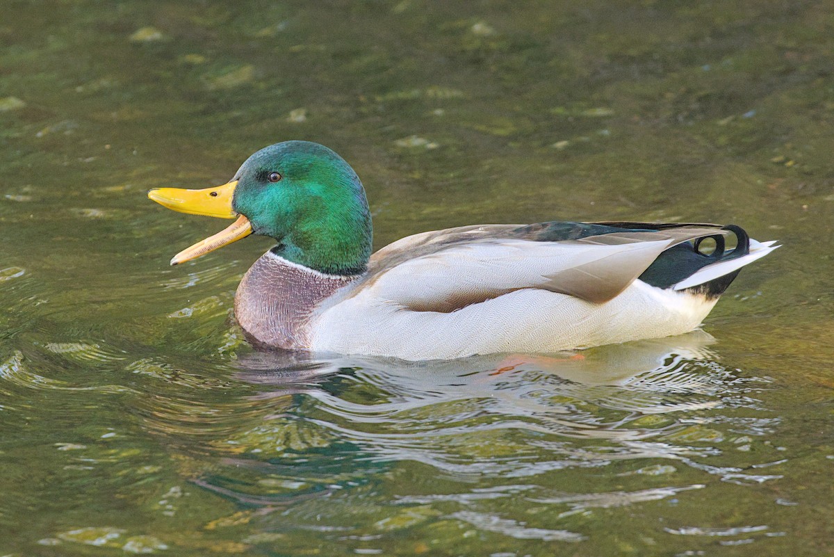 Mallard - ML644004120