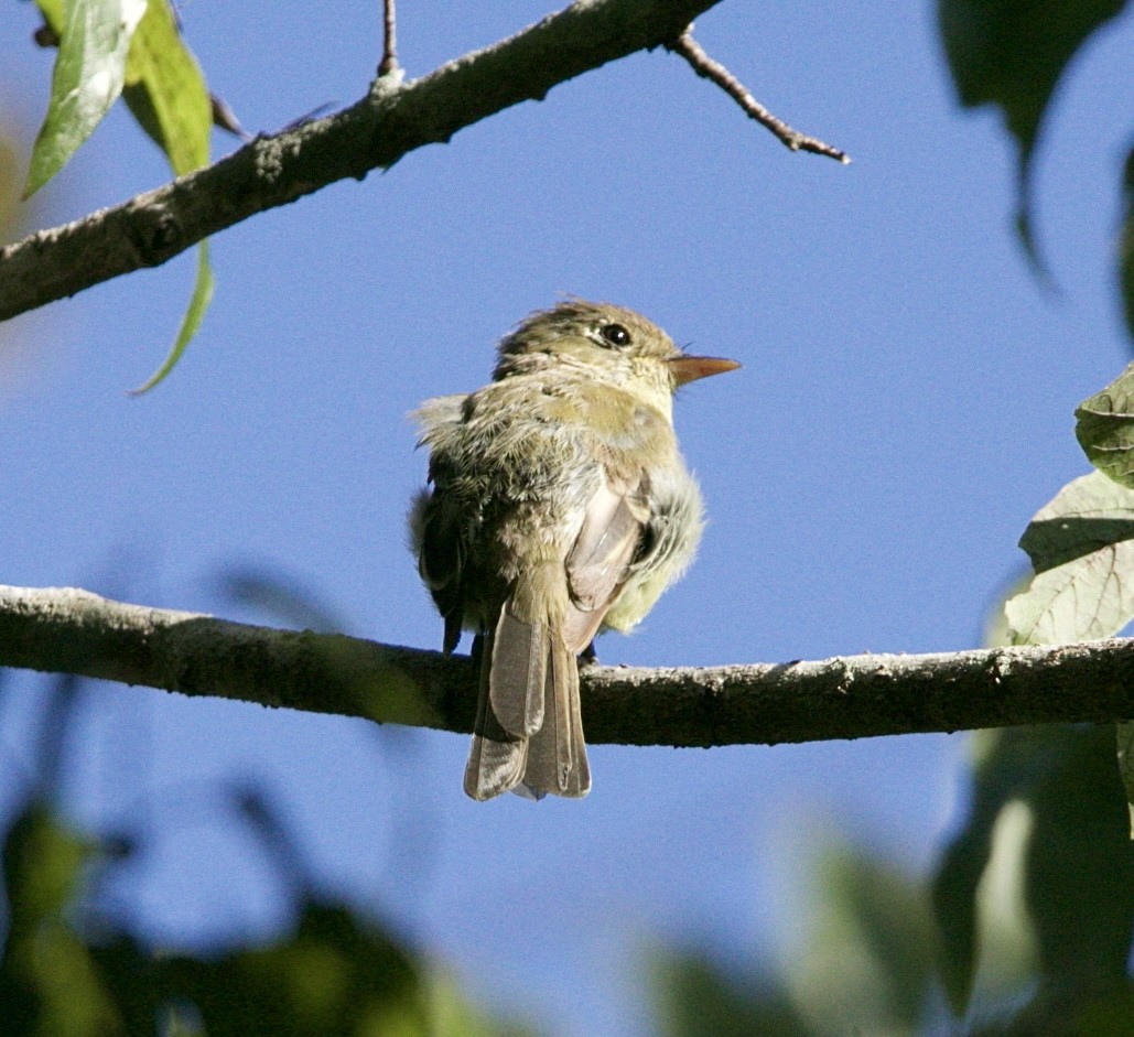 Western Flycatcher (Pacific-slope) - ML644004123