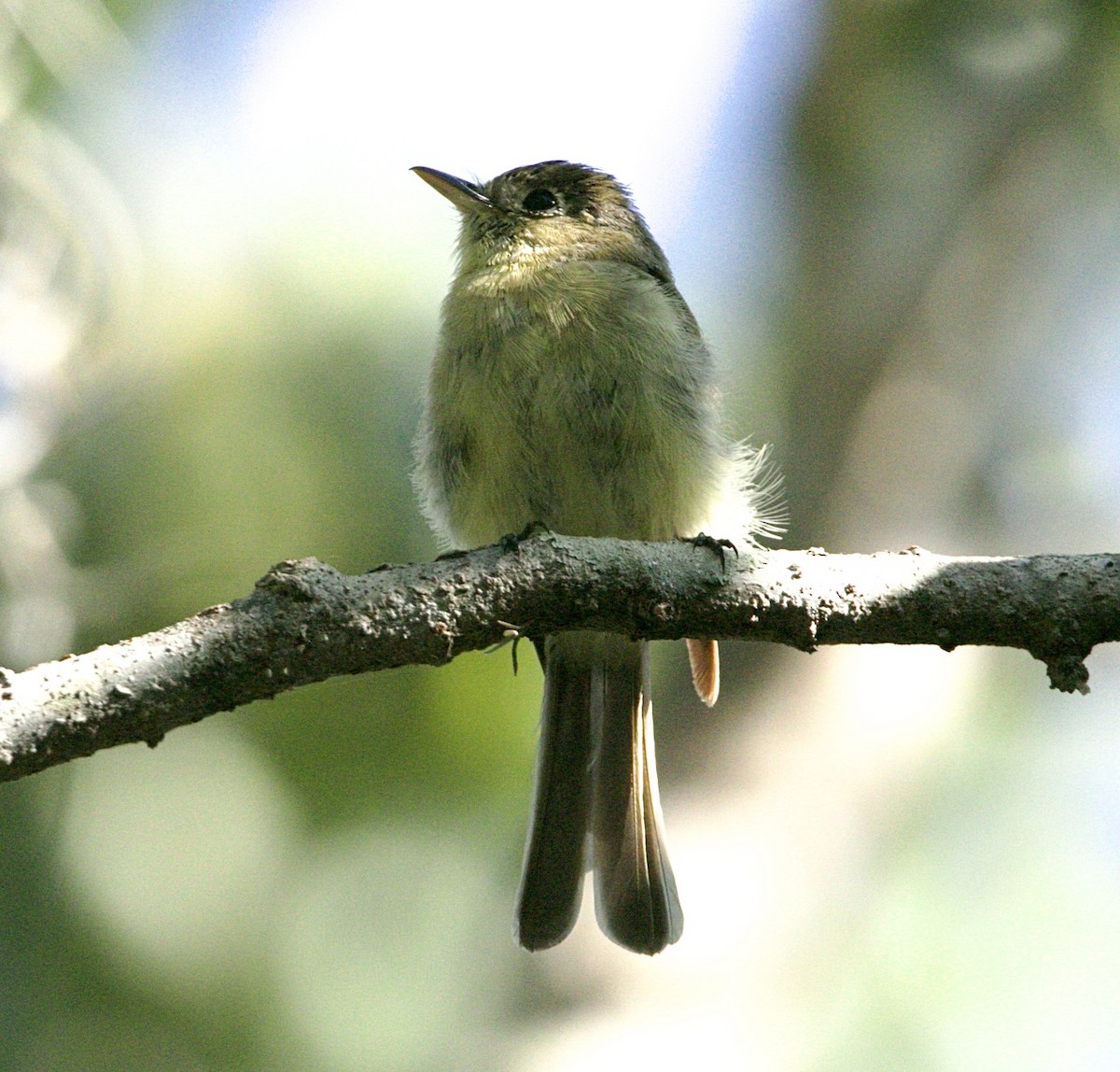 Western Flycatcher (Pacific-slope) - ML644004124