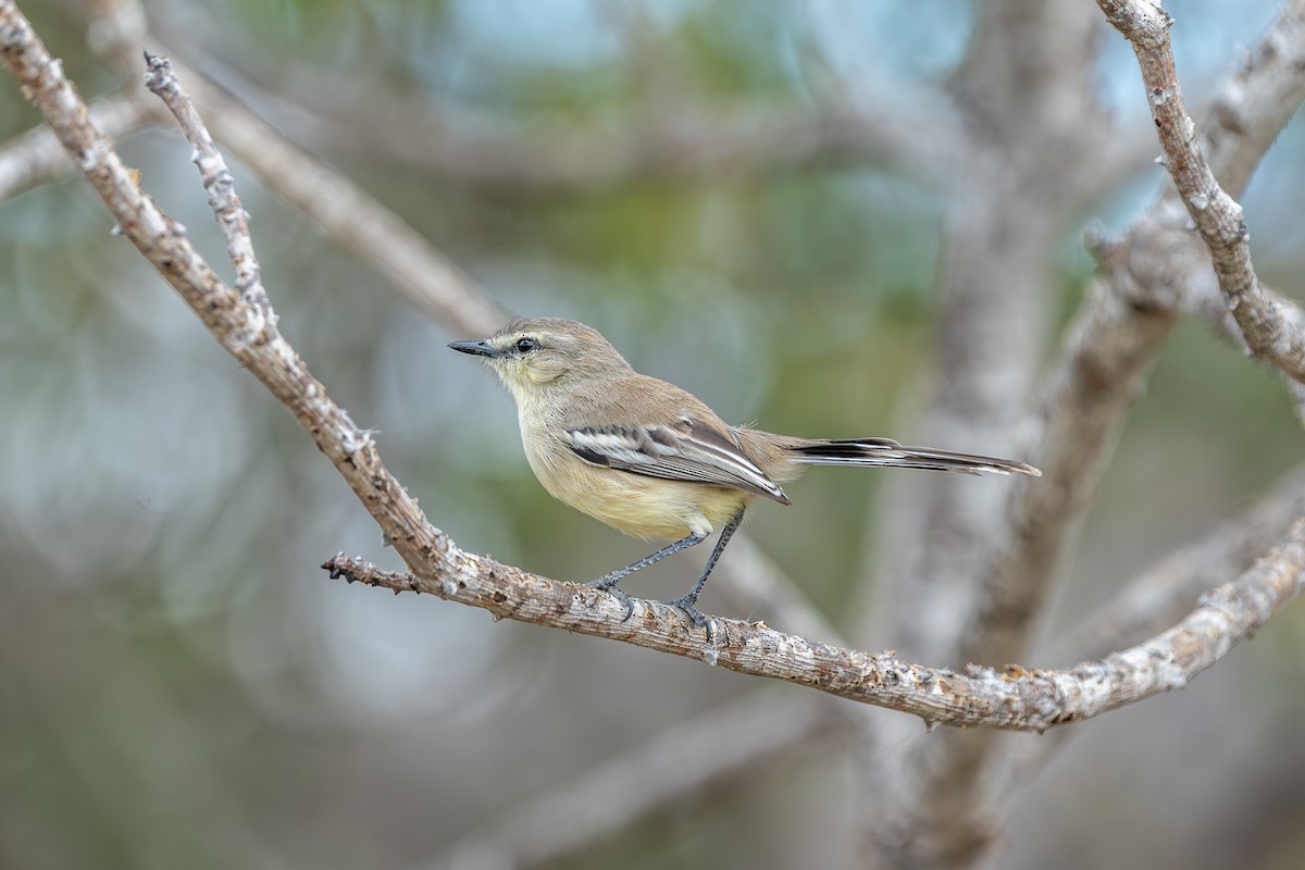 Bahia Wagtail-Tyrant - ML644004147