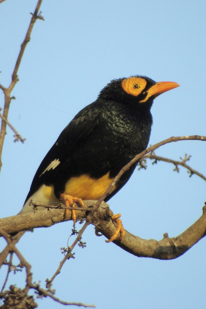 Yellow-faced Myna - ML644004152