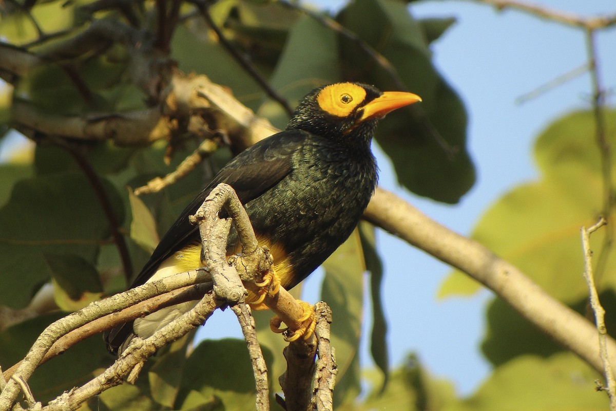 Yellow-faced Myna - ML644004153