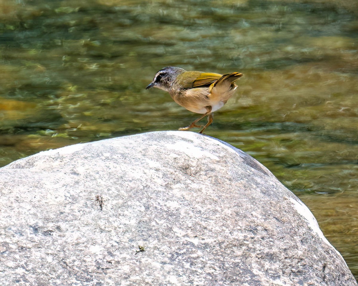 Riverbank Warbler - ML644004164