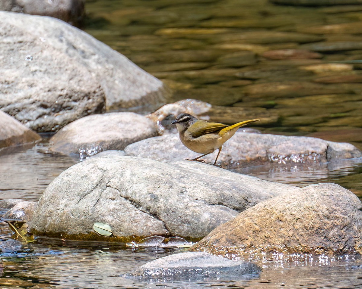 Riverbank Warbler - ML644004170