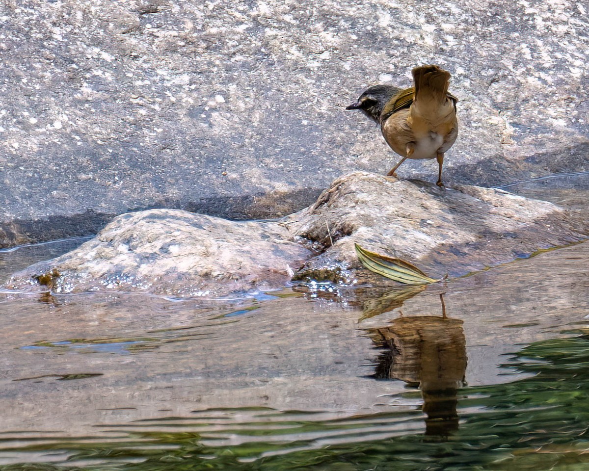 Riverbank Warbler - ML644004171