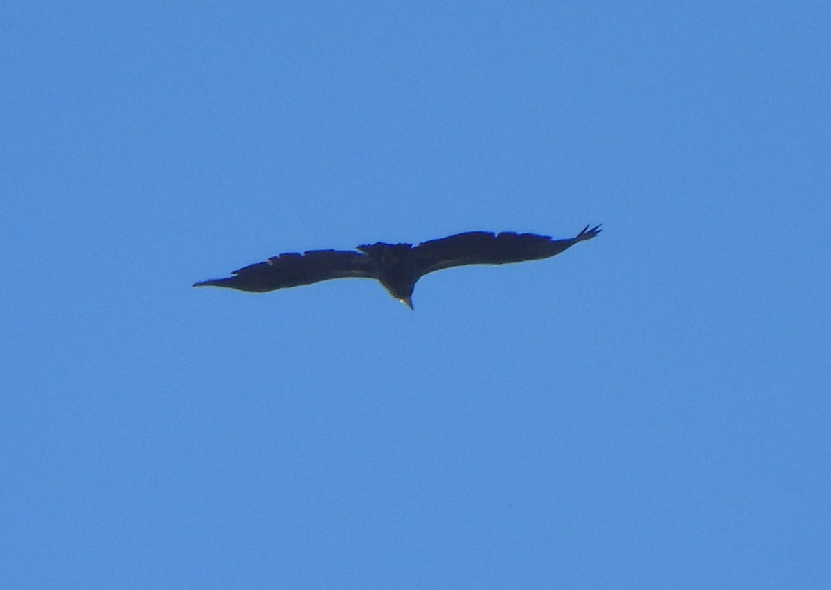 Rüppell's Griffon - ML644004173