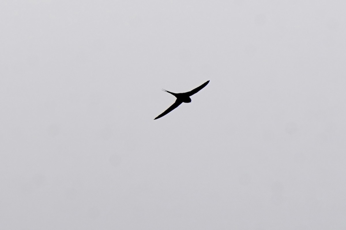 African Palm Swift - ML644004182