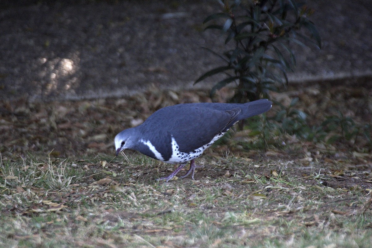 Wongataube - ML644004209