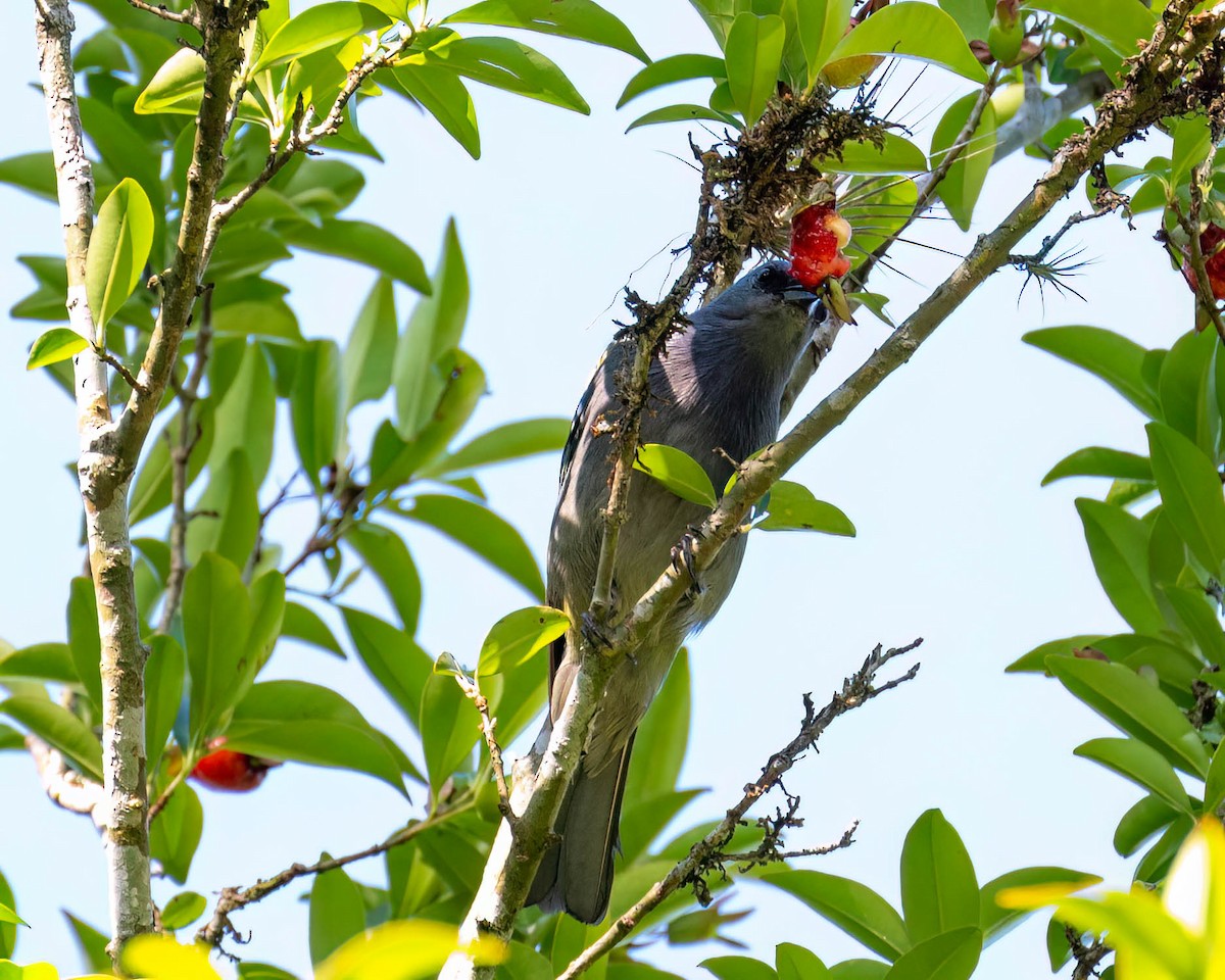 Golden-chevroned Tanager - ML644004216