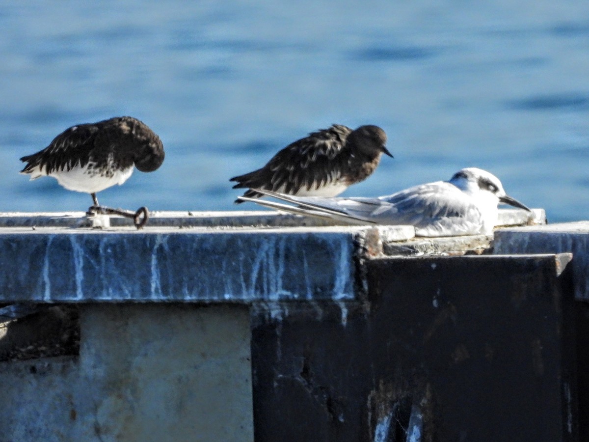 Black Turnstone - ML644004228