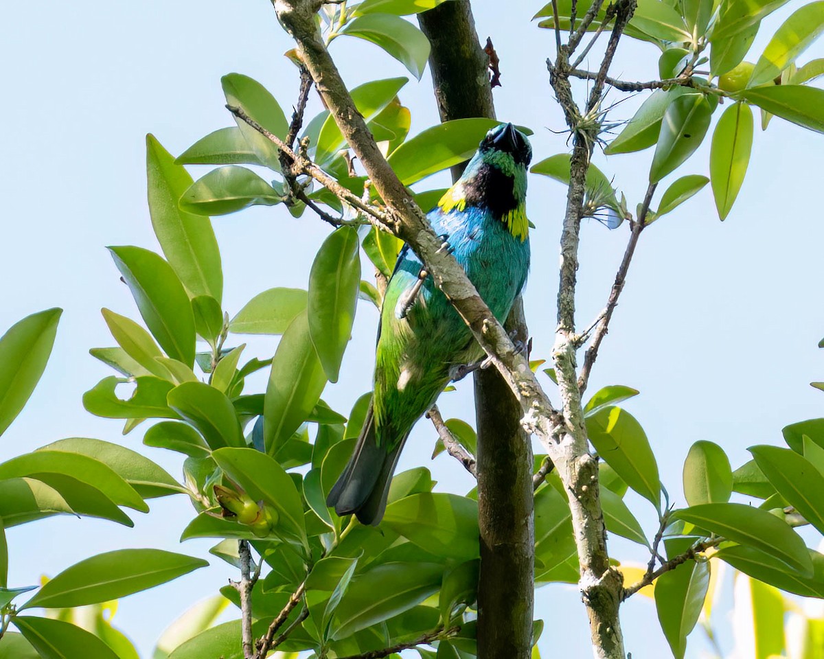 Green-headed Tanager - ML644004229