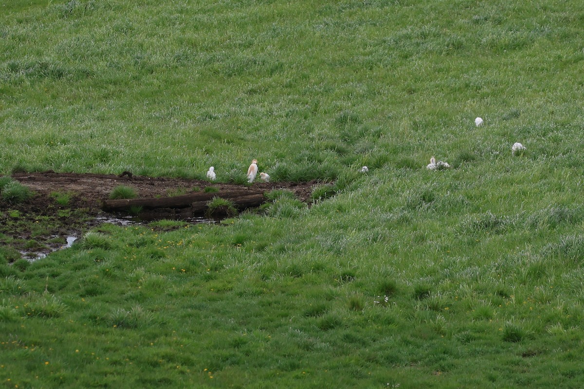 Eastern Cattle-Egret - ML644004231