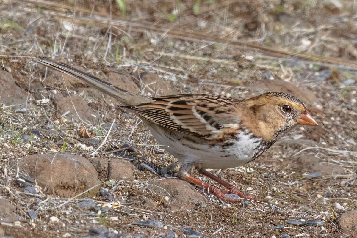 Harris's Sparrow - ML644004233