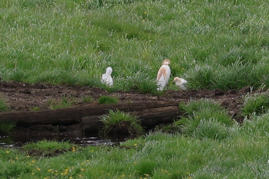 Eastern Cattle-Egret - ML644004240