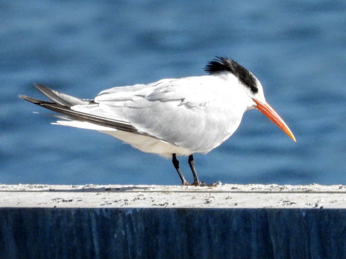 Elegant Tern - ML644004264