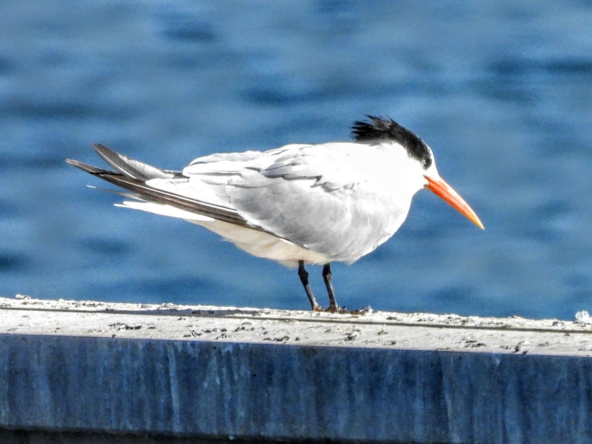 Elegant Tern - ML644004265