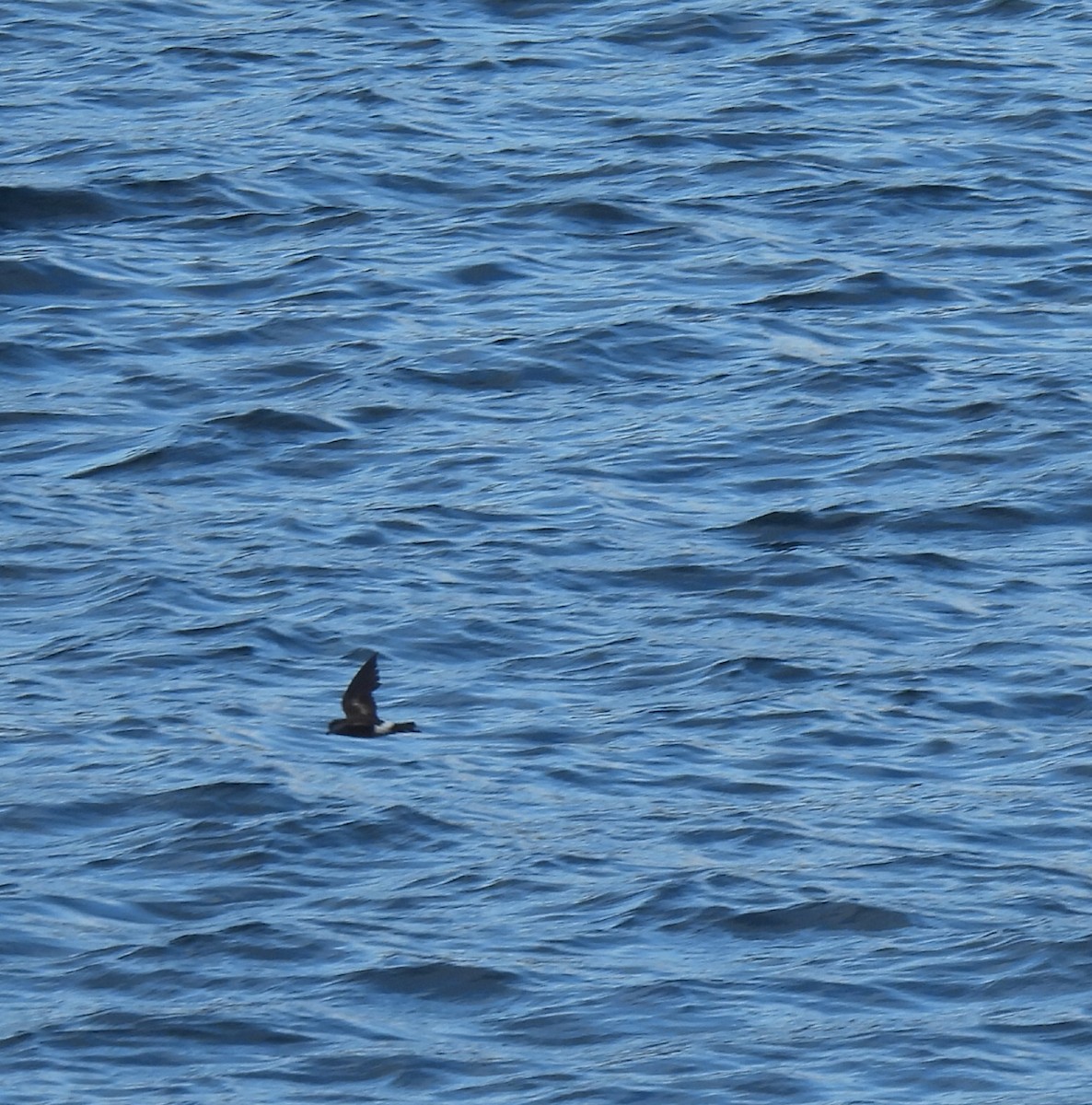 Elliot's Storm-Petrel - ML644004269