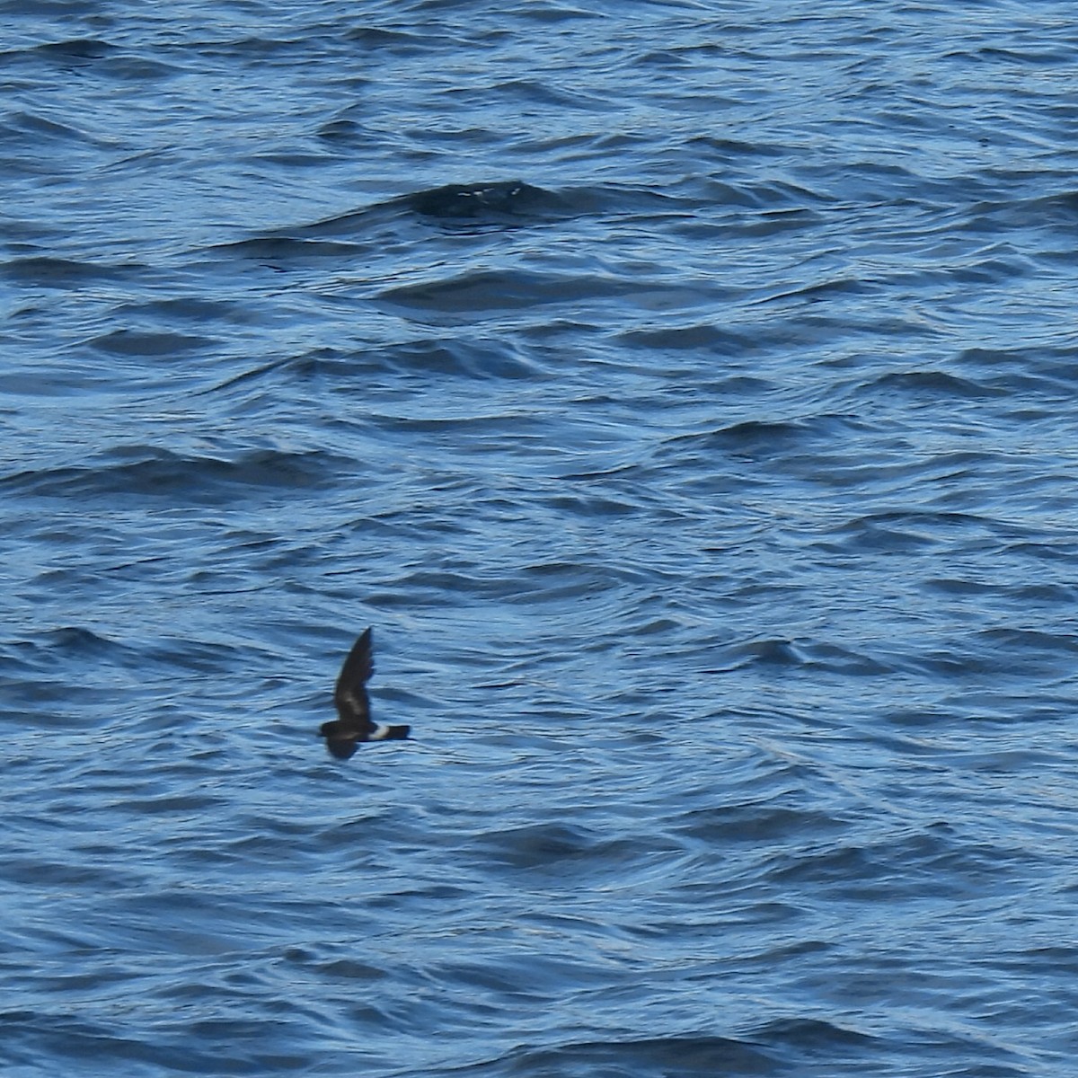 Elliot's Storm-Petrel - ML644004270
